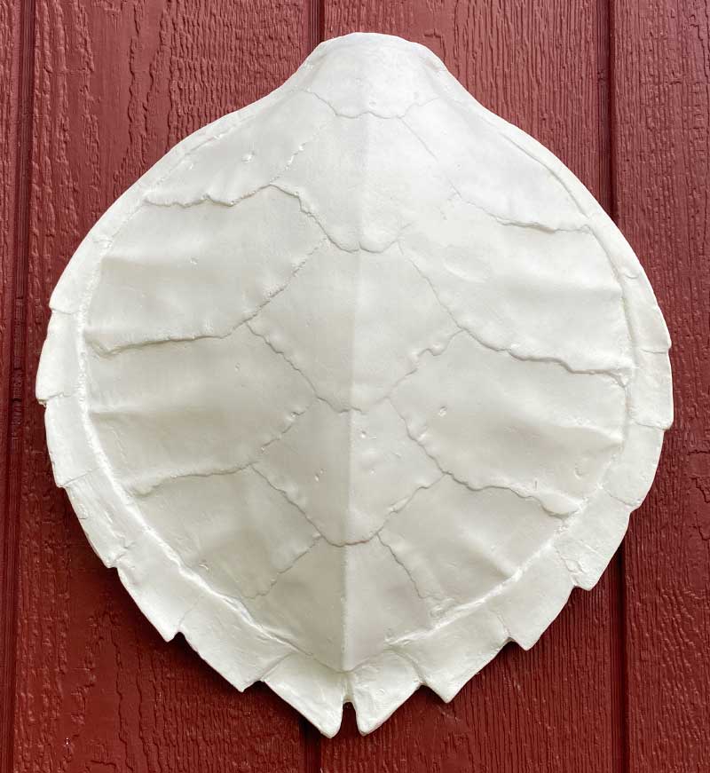 Hand Crafted Turtle Shell